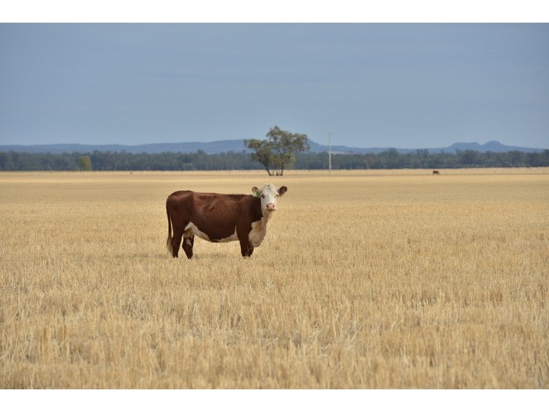 Mullaley NSW 2379