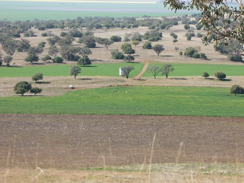 Mullaley NSW 2379