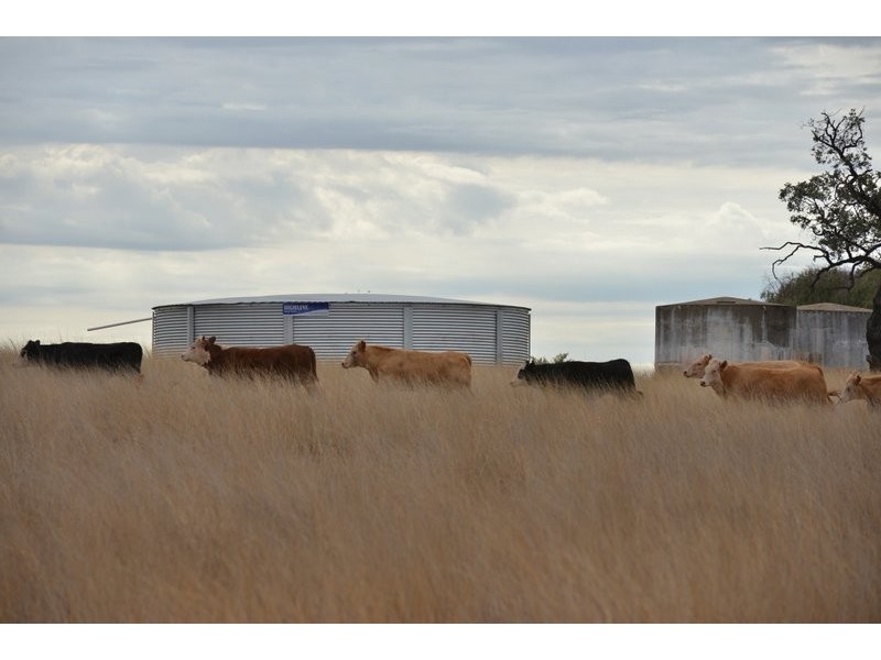 Mullaley NSW 2379
