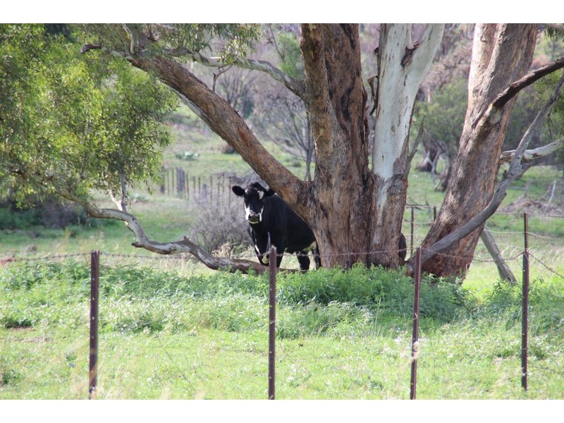 . Lumeah, Coonabarabran NSW 2357