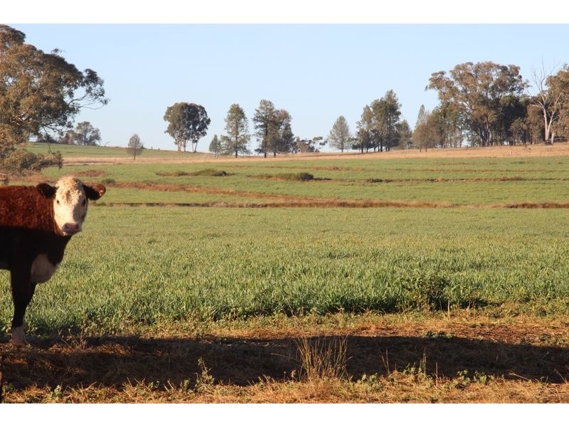 TARWONGA River Road, Coonabarabran NSW 2357