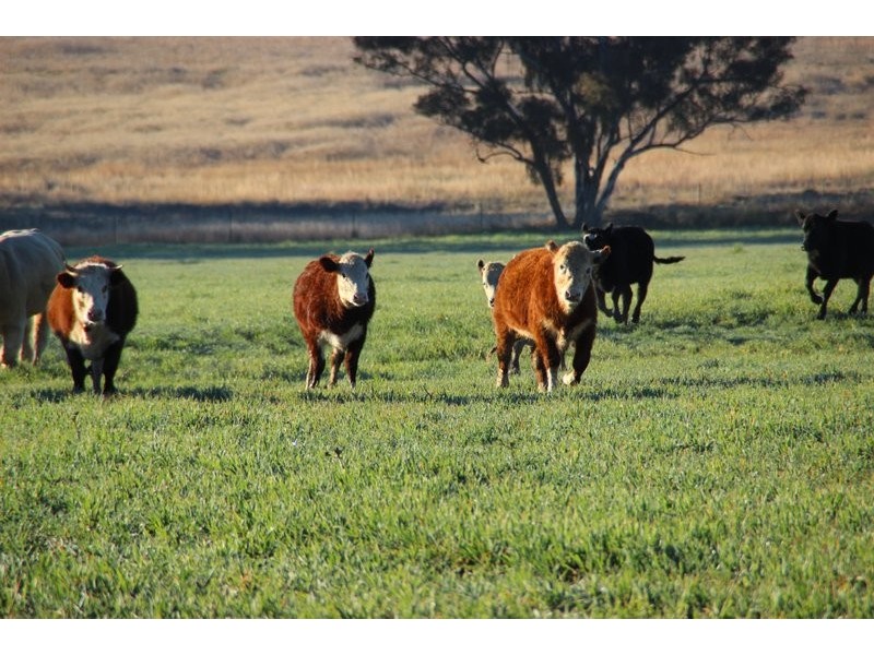 TARWONGA River Road, Coonabarabran NSW 2357