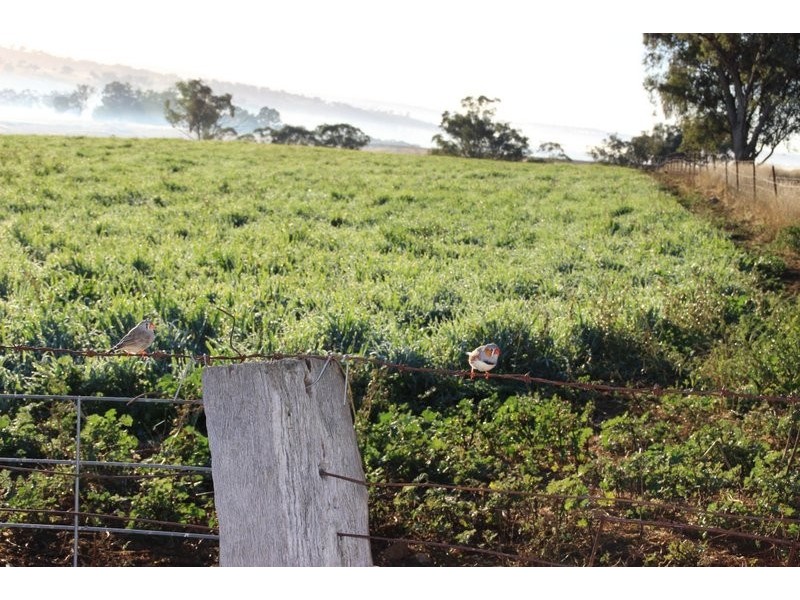 TARWONGA River Road, Coonabarabran NSW 2357