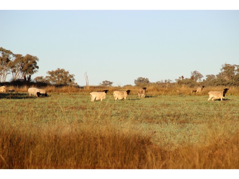 TARWONGA River Road, Coonabarabran NSW 2357