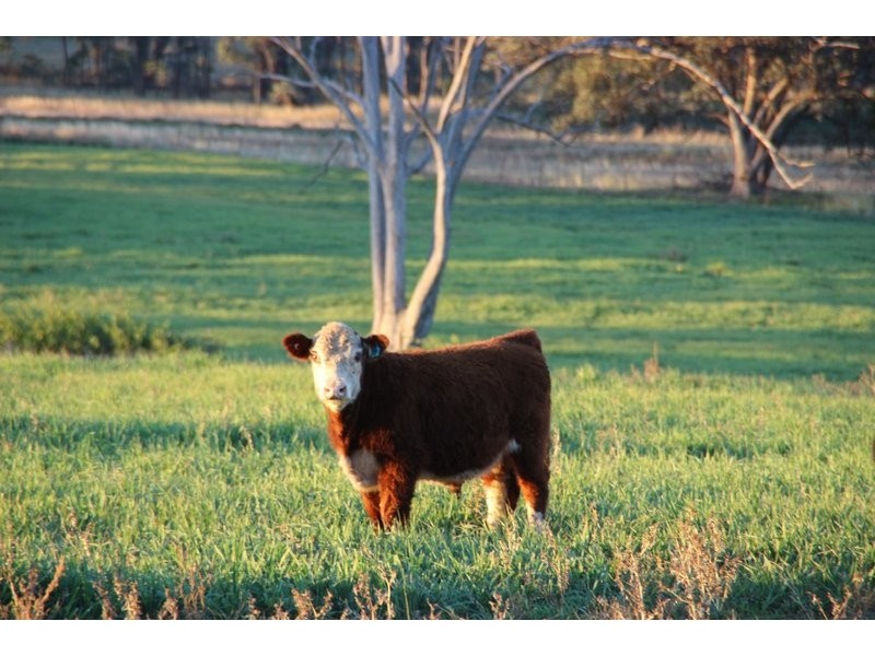 TARWONGA River Road, Coonabarabran NSW 2357