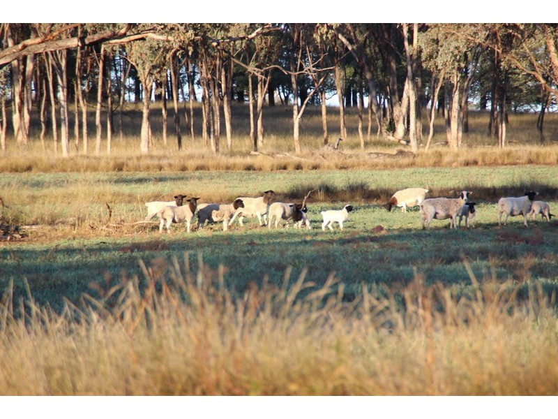 TARWONGA River Road, Coonabarabran NSW 2357