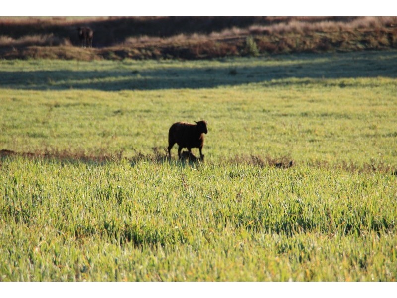 TARWONGA River Road, Coonabarabran NSW 2357