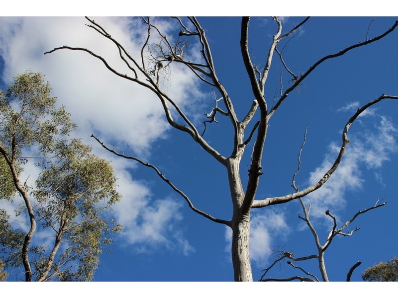 LOT 29 HOMELEIGH DRIVE, Coonabarabran NSW 2357