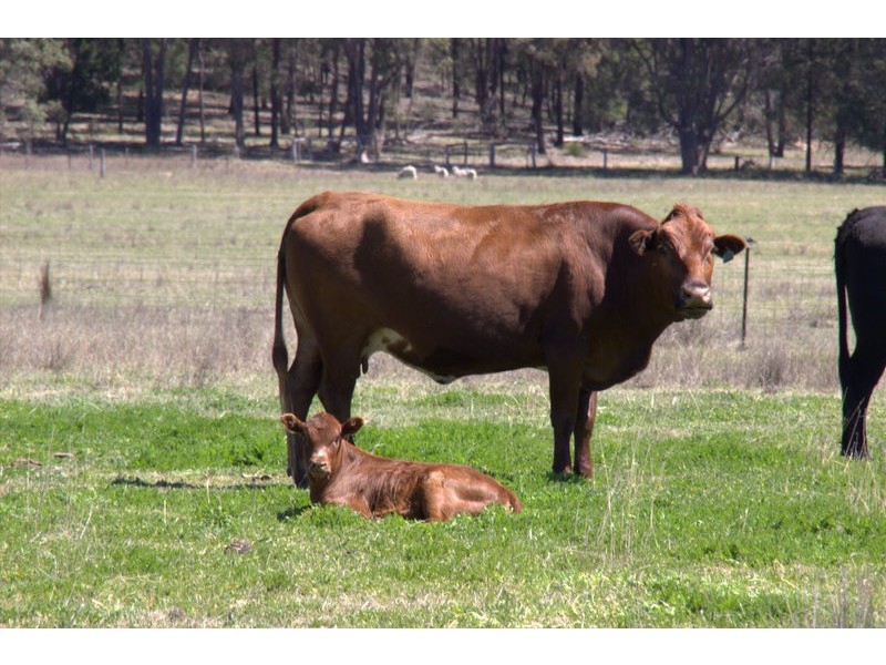 230 Tothills “BANGALAY NORTH”, Coonabarabran NSW 2357