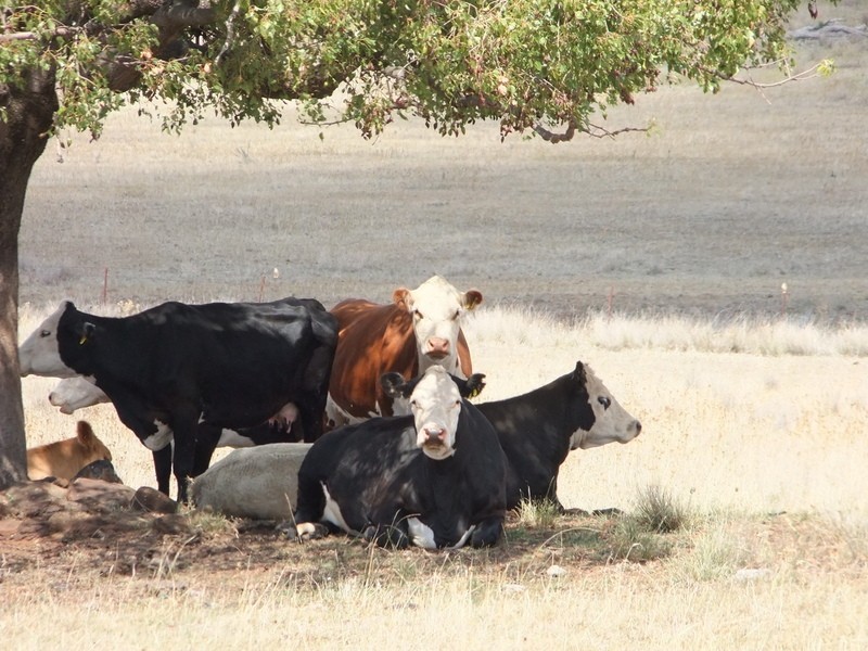 .”DOWNFIELD” OXLEY HIGHWAY, Coonabarabran NSW 2357