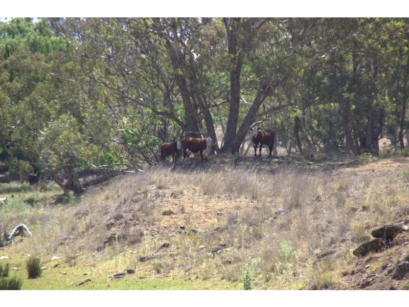.”DOWNFIELD” OXLEY HIGHWAY, Coonabarabran NSW 2357