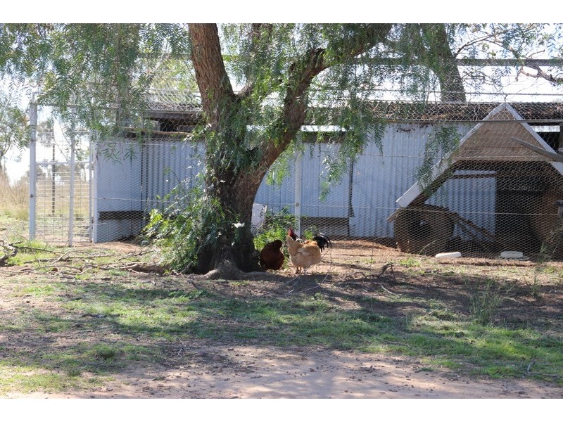 ” DERRIWONG”, Binnaway NSW 2395