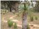 ” DERRIWONG”, Binnaway NSW 2395