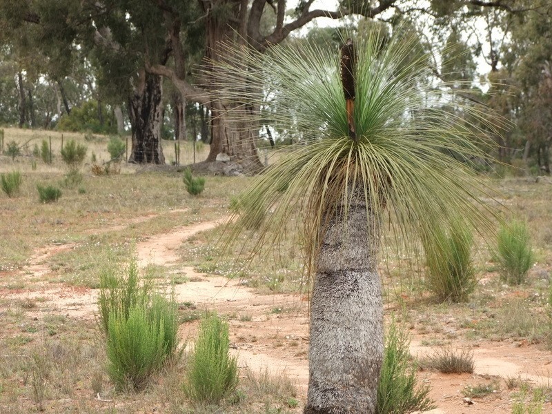 ” DERRIWONG”, Binnaway NSW 2395