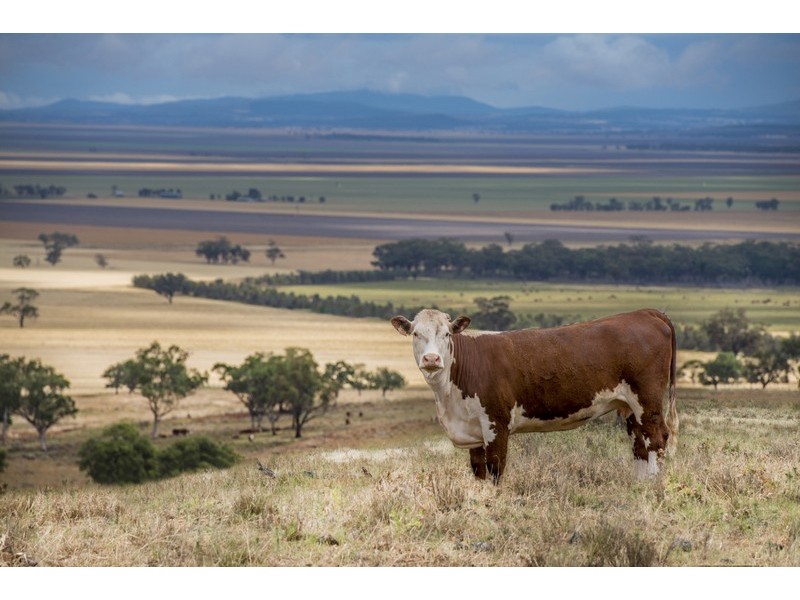 ” Barrington Park”, Quirindi NSW 2343