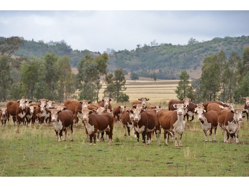” Barrington Park”, Quirindi NSW 2343