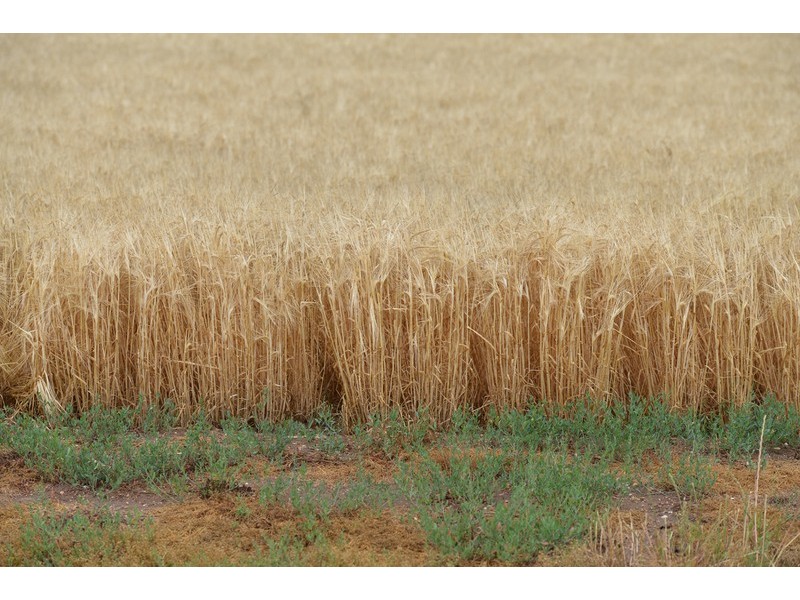 ” Barrington Park”, Quirindi NSW 2343