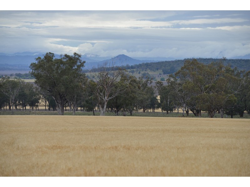 ” Barrington Park”, Quirindi NSW 2343