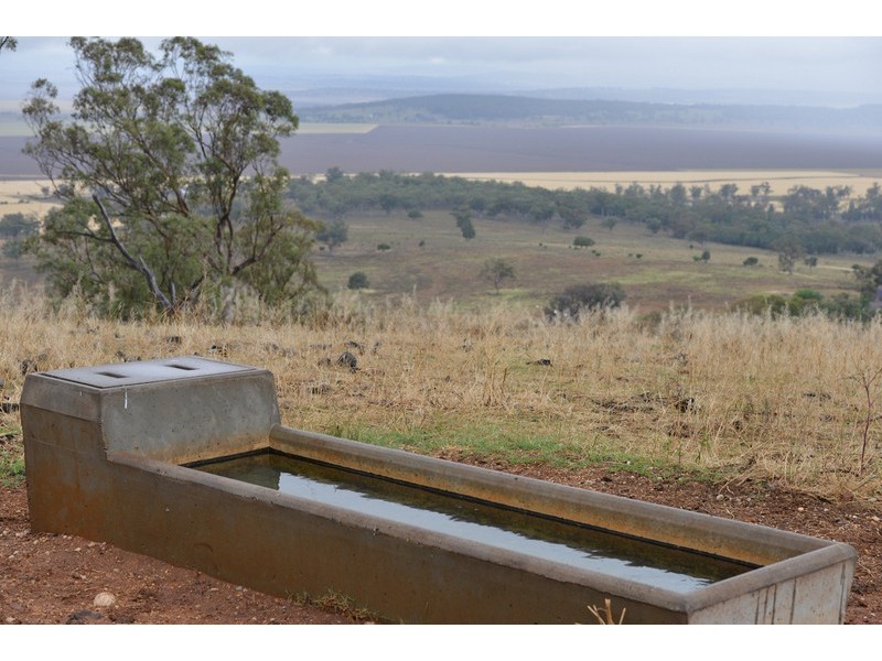 ” Barrington Park”, Quirindi NSW 2343