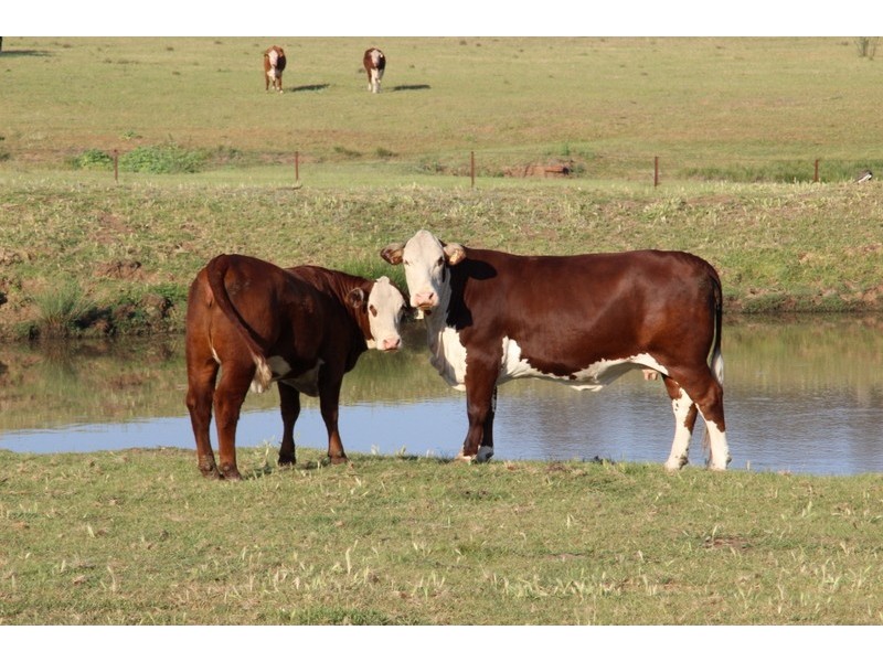 ” NULLABONG”, Coonabarabran NSW 2357