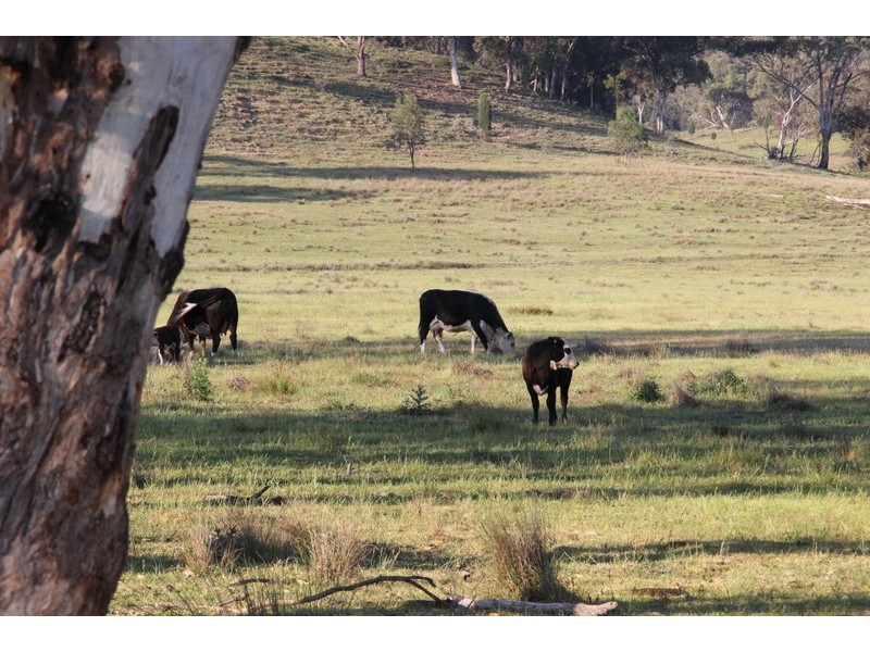 ” NULLABONG”, Coonabarabran NSW 2357
