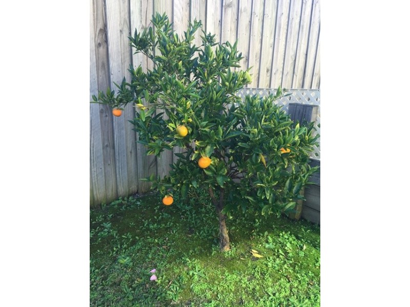 17 Celeste Avenue, Castle Hill NSW 2154