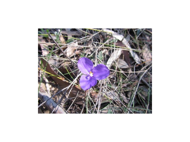 East Kurrajong NSW 2758