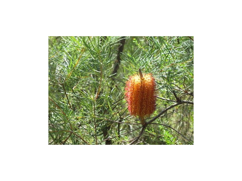 East Kurrajong NSW 2758