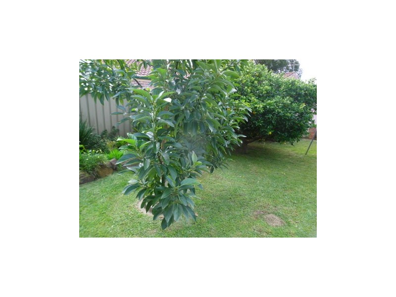 South Windsor NSW 2756