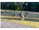 Cattai NSW 2756