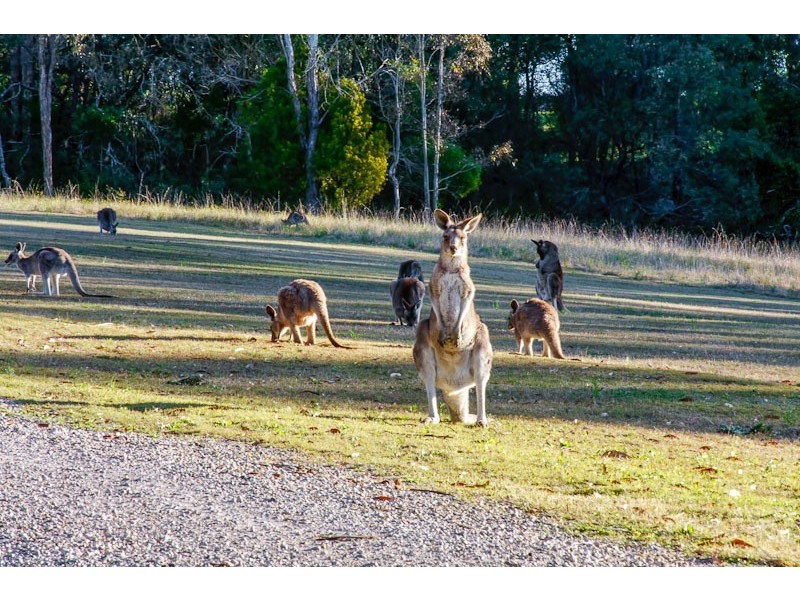 Cattai NSW 2756