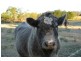 Wilberforce NSW 2756