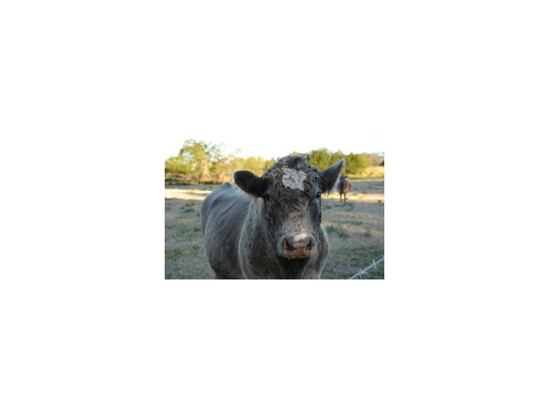 Wilberforce NSW 2756
