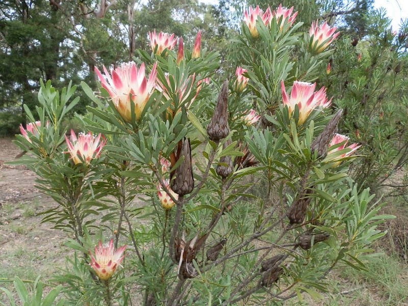 Blaxlands Ridge NSW 2758