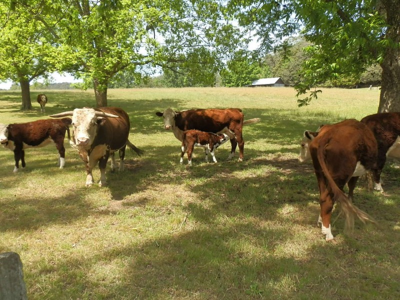 396 Mud Island Road, Sackville North NSW 2756