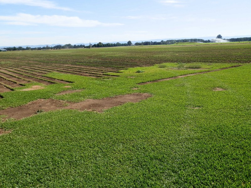 147 Wilberforce Road, Wilberforce NSW 2756