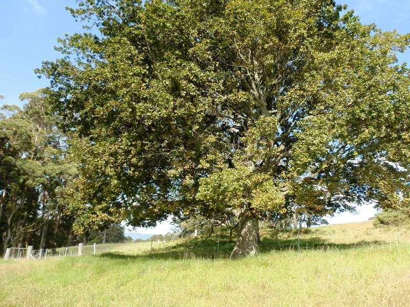 388E Mount Tootie Road, Bilpin NSW 2758