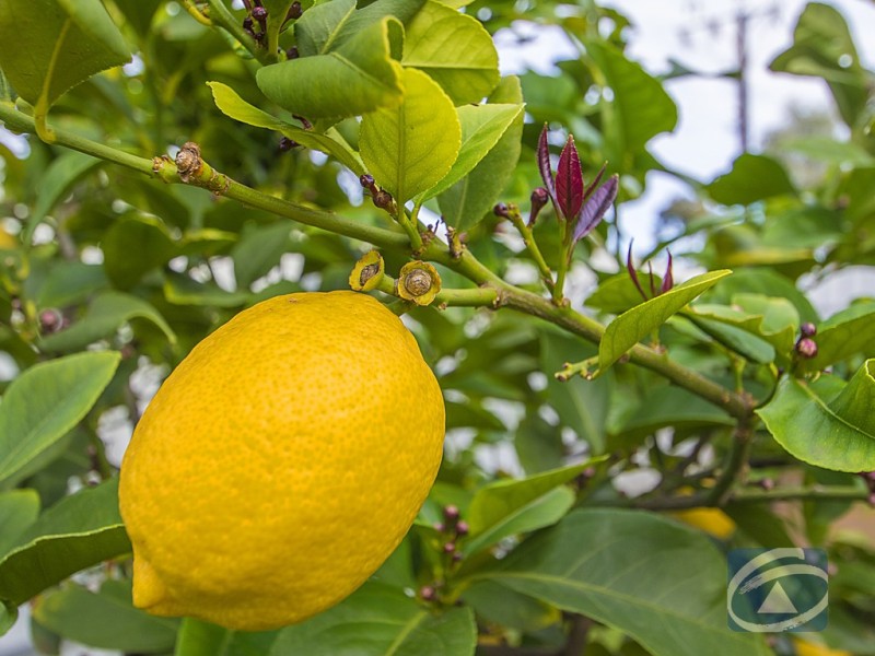 28. Konanda Road, Munno Para SA 5115