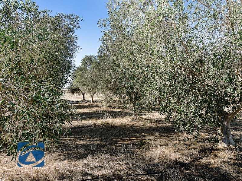 38 Bethesda Road, Lewiston SA 5501