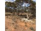 Lot 262 Mount Mary Road, Steinfeld SA 5356
