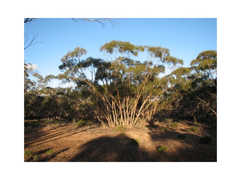 Sec 272 Sturt Highway Annadale Via, Truro SA 5356