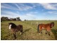 Lot 51 Verner Road Reeves Plains via, Mallala SA 5502