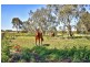 36 Pederick Road, Lewiston SA 5501