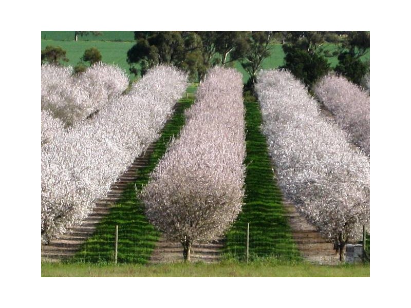 331 fairlie road, Ward Belt SA 5118