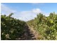 Lot 3 Old Port Wakefield Road, Virginia SA 5120