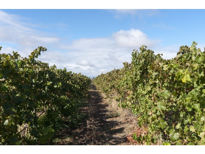 Lot 3 Old Port Wakefield Road, Virginia SA 5120