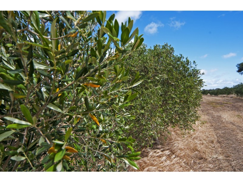 Lot 11,12,13 Coats Road, Two Wells SA 5501