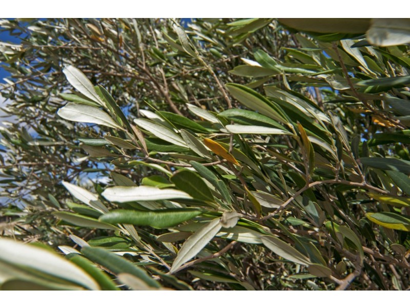 Lot 11,12,13 Coats Road, Two Wells SA 5501