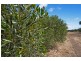 Lot 13 Coats Road, Two Wells SA 5501