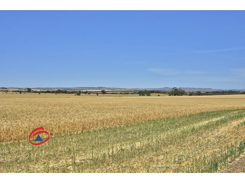 50 Schuster Street, Freeling SA 5372